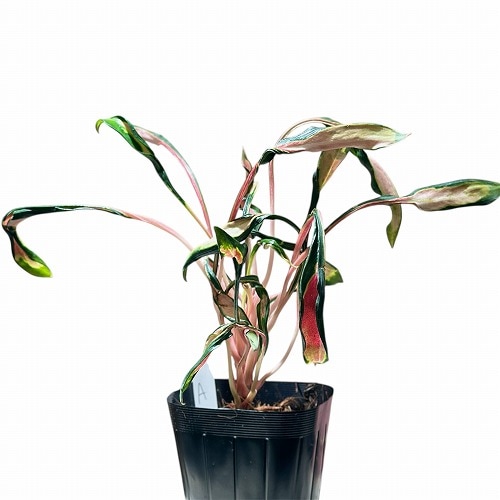 アグラオネマ メデューサ 3.5号ポット 個体A(現品)｜芳樹園オンライン