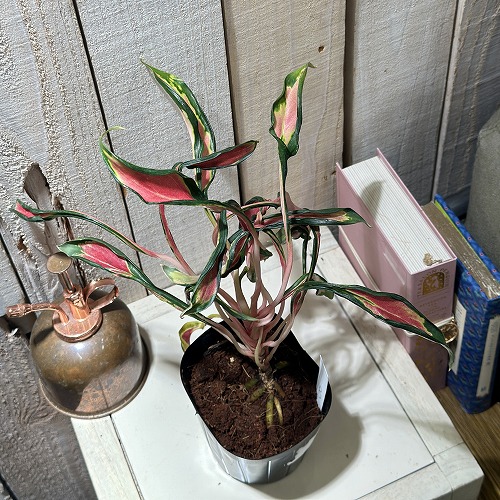 アグラオネマ メデューサ 3.5号ポット 個体B(現品)｜芳樹園オンライン