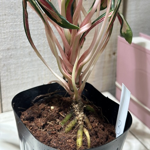 その他観葉植物 Aglaonema Medusa アグラオネマ メデューサ 3.5号ポット 個体B(現品)｜芳樹園