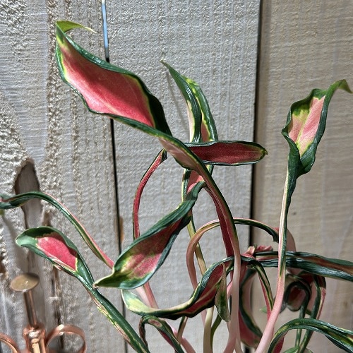 アグラオネマ メデューサ 3.5号ポット 個体B(現品)｜芳樹園オンライン