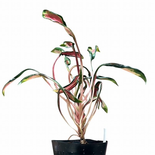 その他観葉植物 Aglaonema Medusa アグラオネマ メデューサ 3.5号ポット 個体B(現品)｜芳樹園