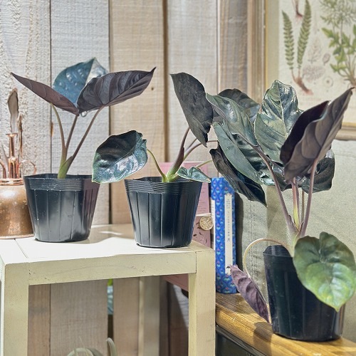 アロカシア・インフェルナリス アロカシア インフェルナリス：写真、育て方、自宅での手入れ