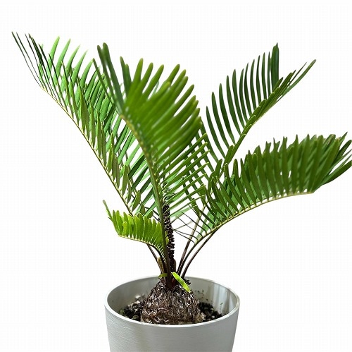 ザミア フロリダーナ(メキシコソテツ) 5号鉢(個体おまかせ1鉢)｜芳樹園