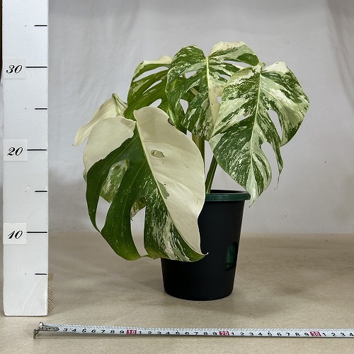 斑入りモンステラ1 ホワイトタイガー 超超最高級 極斑入り 大株