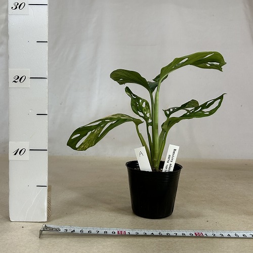 モンステラ・アダンソニー・オーレア植物のみ モンステラ・アダンソニー・オーレア植物のみ モンステラ