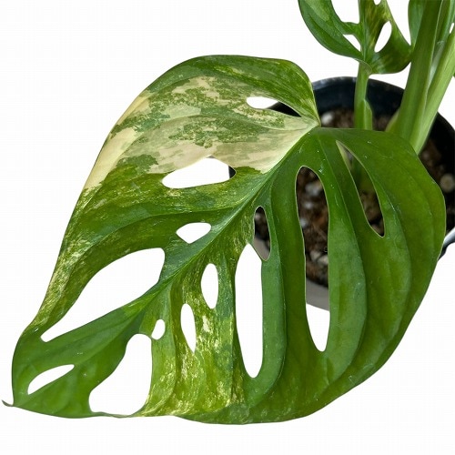 モンステラ・アダンソニー・オーレア植物のみ モンステラ・アダンソニー・アウレア植物のみ （モンステラ