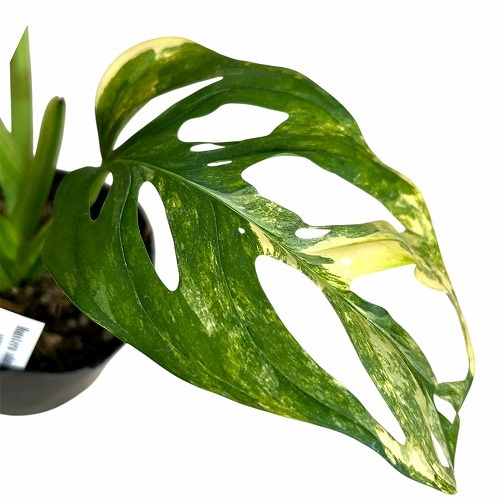 モンステラ・アダンソニー・オーレア植物のみ モンステラ アダンソニー】 H約190cmW約85cm 木質化した幹立ちの