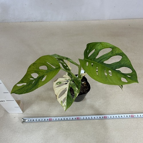 モンステラ アダンソニー オーレア バリエガータ 3号ポット 個体C(現品