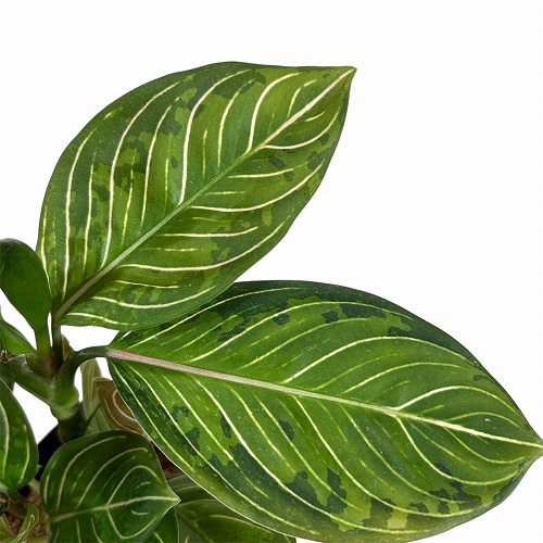 アグラオネマ ブラックリップスティック 3.5号ポット 個体A(現品