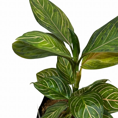 アグラオネマ ブラックリップスティック 3.5号ポット 個体B(現品