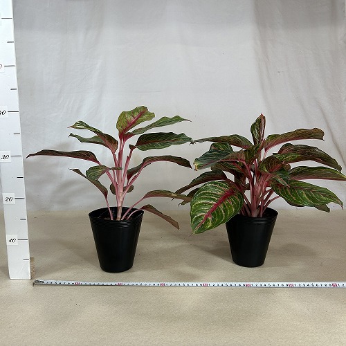 アグラオネマ SOMPRATHANA 4.5号ポット(個体おまかせ1鉢)｜芳樹園