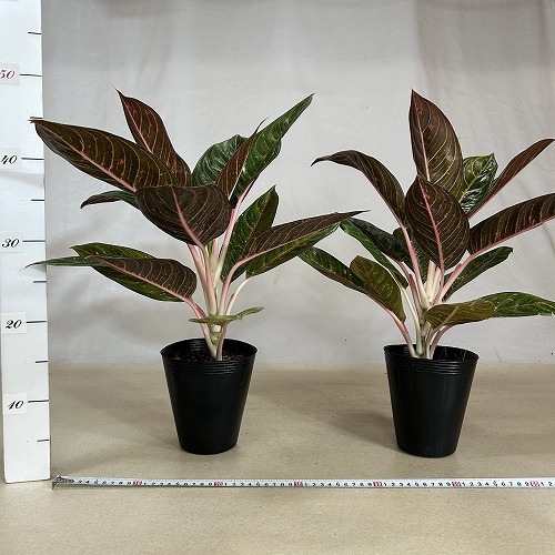 極美斑入り アグラオネマ・ヴィドゥリー 花芽付き 4号ポット 極美斑入り アグラオネマ・ヴィドゥリー 花芽付き 4号ポット