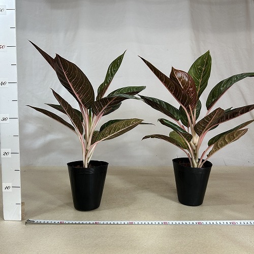 その他観葉植物 Aglaonema Diana variegated アグラオネマ ダイアナ 4.5号ポット(個体おまかせ1鉢)｜芳樹園