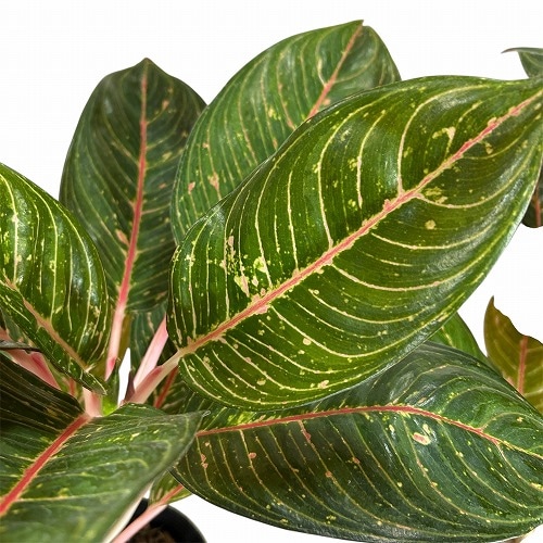 アグラオネマ ダイアナ 4.5号ポット(個体おまかせ1鉢)｜芳樹園