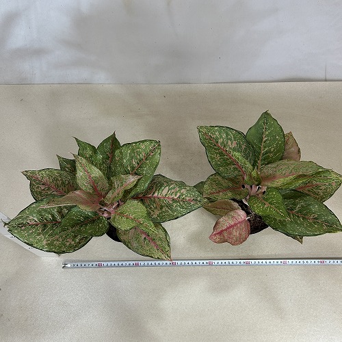 アグラオネマ フォーチュン 4.5号ポット(個体おまかせ1鉢