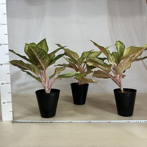 アグラオネマ フローズン 4.5号ポット(個体おまかせ1鉢)｜芳樹園