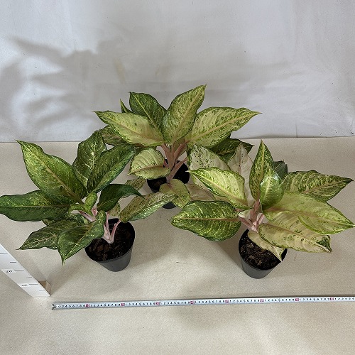 アグラオネマ専用観葉植物 観葉植物 おしゃれ 風水 アグラオネマ ピクタム 