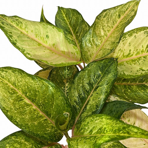 アグラオネマ フローズン 4.5号ポット(個体おまかせ1鉢)｜芳樹園