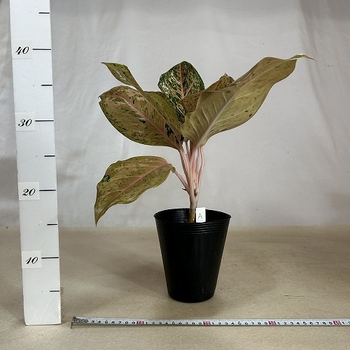 その他観葉植物 Aglaonema Orange Gold Star Aglaonema Orange Gold Star - Bkinterplants Garden