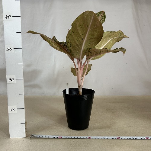 その他観葉植物 Aglaonema Orange Gold Star Aglaonema Orange Gold Star - Bkinterplants Garden