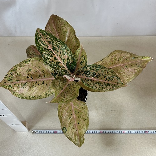 その他観葉植物 Aglaonema Orange Gold Star Aglaonema Orange Gold Star 🧚🏻‍♂ First time I saw this