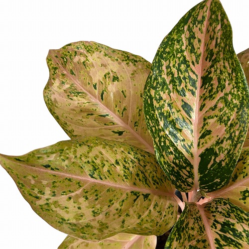 その他観葉植物 Aglaonema Orange Gold Star Aglaonema Orange Gold Star - Bkinterplants Garden