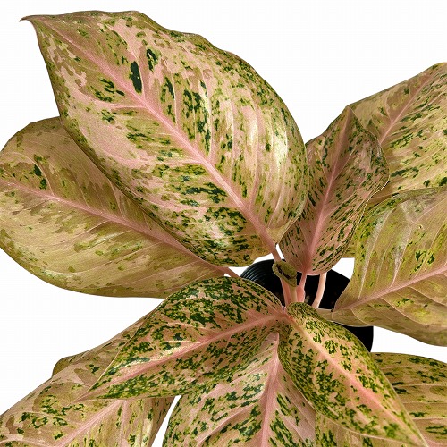 専用　アグラオネマ　B アグラオネマ オレンジゴールドスター 4.5号ポット 個体B(現品