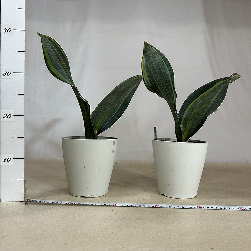 サンスベリア(サンセベリア) マッソニア バリエガータ 5号(個体