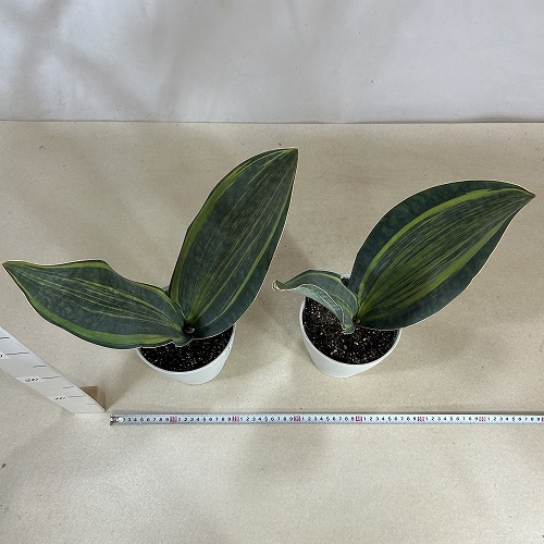 サンスベリア(サンセベリア) マッソニア バリエガータ 5号(個体