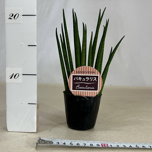 サンスベリア(サンセベリア) バキュラリス 2.5号ポット(個体おまかせ1