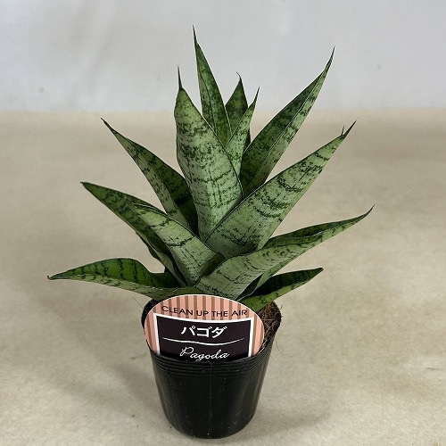 EMP サンセベリア パゴダ 仏塔 斑入り / SA358 サンセベリア パゴダ 斑入 ドワーフ タイプ 「Sansevieria