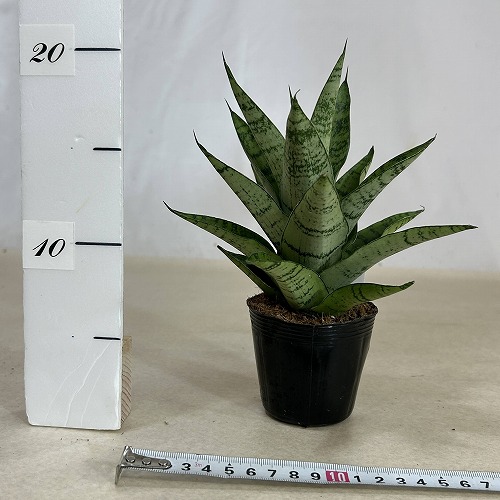 サンスベリア(サンセベリア) パゴダ 2.5号ポット(個体おまかせ1鉢