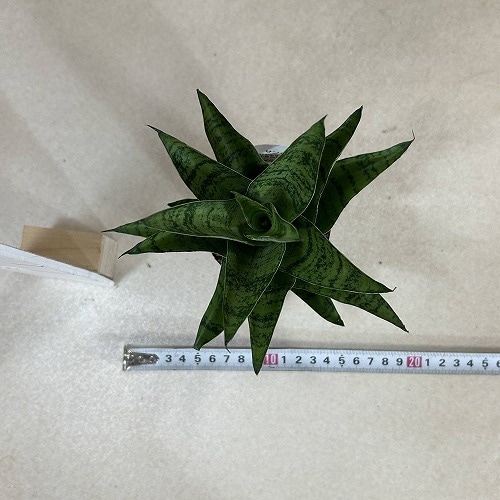 EMP サンセベリア パゴダ / SA357 サンスベリア パゴダ 1 Sansevieria Pagoda hyb | 多肉植物
