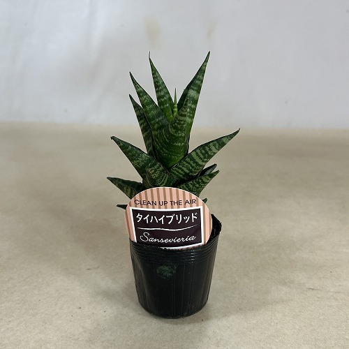 サンスベリア(サンセベリア) タイハイブリッド 2.5号ポット(個体