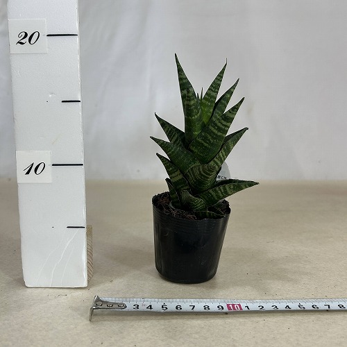 サンスベリア(サンセベリア) タイハイブリッド 2.5号ポット(個体