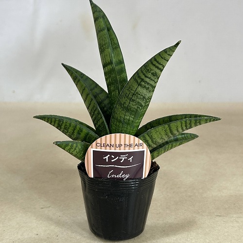 サンスベリア(サンセベリア) インディ 2.5号ポット(個体おまかせ1鉢