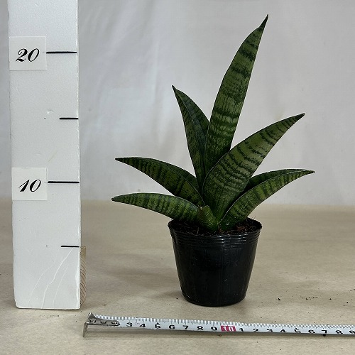 サンスベリア(サンセベリア) インディ 2.5号ポット(個体おまかせ1鉢