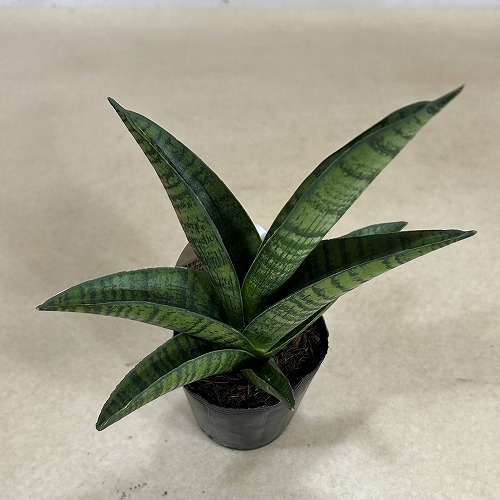 サンスベリア(サンセベリア) インディ 2.5号ポット(個体おまかせ1鉢