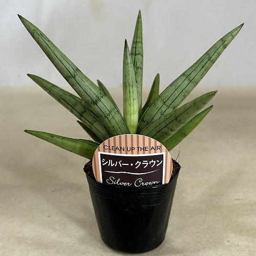 サンスベリア(サンセベリア) シルバー・クラウン 2.5号ポット(個体