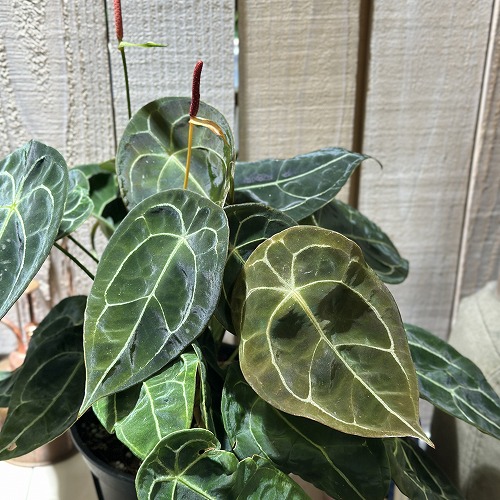 アンスリウム フォルゲッティ 5号スリット鉢(個体おまかせ1鉢)｜芳樹園