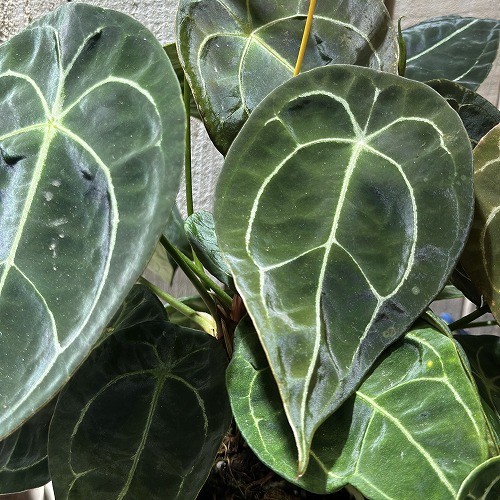 アンスリウム フォルゲッティ 5号スリット鉢(個体おまかせ1鉢)｜芳樹園