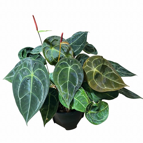 アンスリウム フォルゲッティ 5号スリット鉢(個体おまかせ1鉢)｜芳樹園