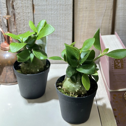 ヒドノフィツム パプアナム 2.5号硬質ポット(現品)｜芳樹園