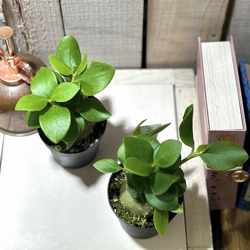 G244 新芽展開開始！貴重種大株板付！ヒドノフィツム パプアナム現地球 養生株 G244 新芽展開開始！貴重種大株板付！ヒドノフィツム パプアナム