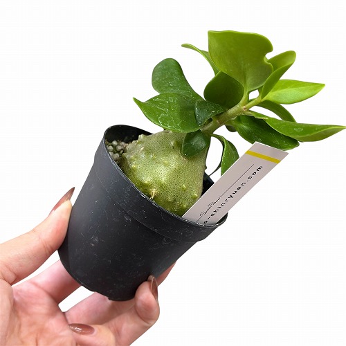ヒドノフィツム パプアナム 2.5号硬質ポット(現品)｜芳樹園