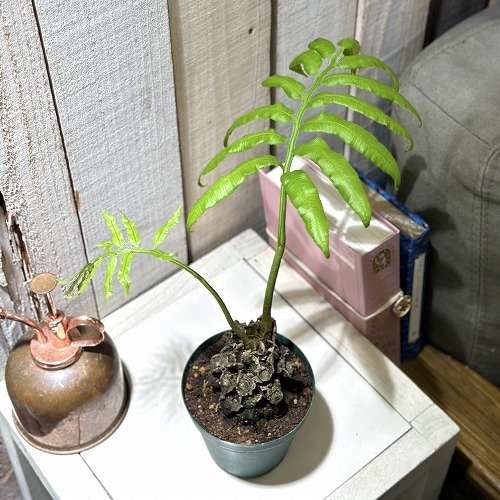 リュウビンタイ 3号硬質ポット(個体おまかせ1鉢)｜芳樹園オンライン