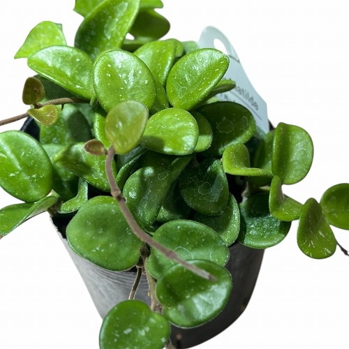 ホヤ マチルダ 3.5号ポット(個体おまかせ1鉢)｜芳樹園オンラインショップ