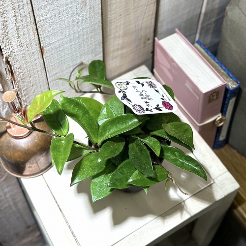 ホヤ カルノーサ グリーン 3.5号ポット(個体おまかせ1鉢)｜芳樹園