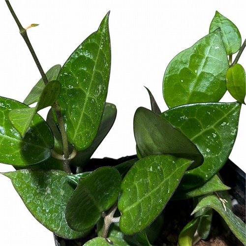 ホヤ sp. タイプA 3.5号ポット(個体おまかせ1鉢)｜芳樹園オンライン