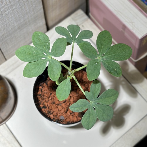 アデニア　グラウカ　塊根植物 陶器ポット付き アデニア グラウカ 塊根植物 陶器ポット付き marvistaポット